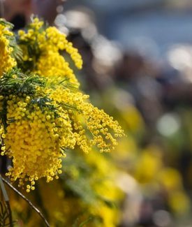 La festa della mimosa