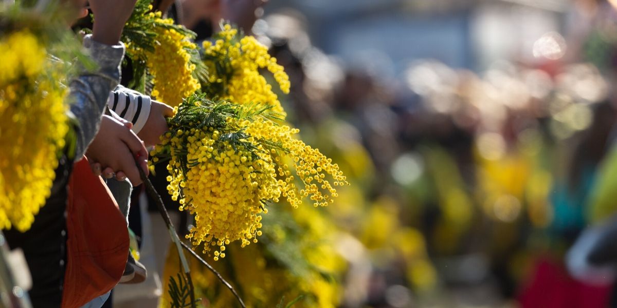 La festa della mimosa
