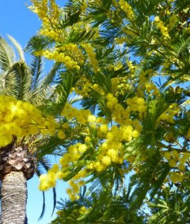 Un giardino di mimose