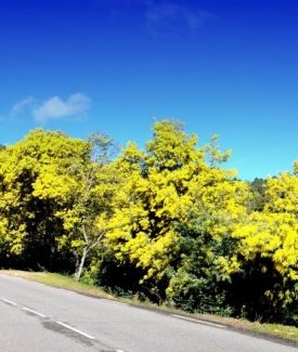 La Strada della Mimosa