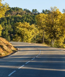La Route du Mimosa