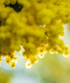 Mimosa