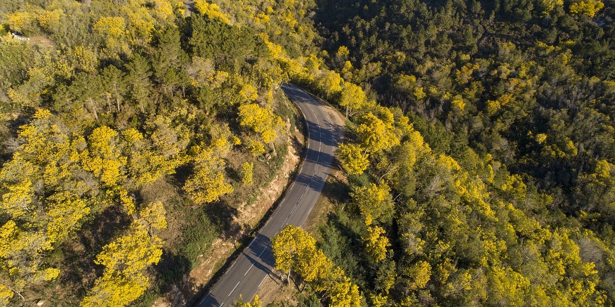 La Route du Mimosa