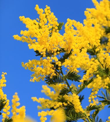 Mimosa a Mandelieu-La Napoule