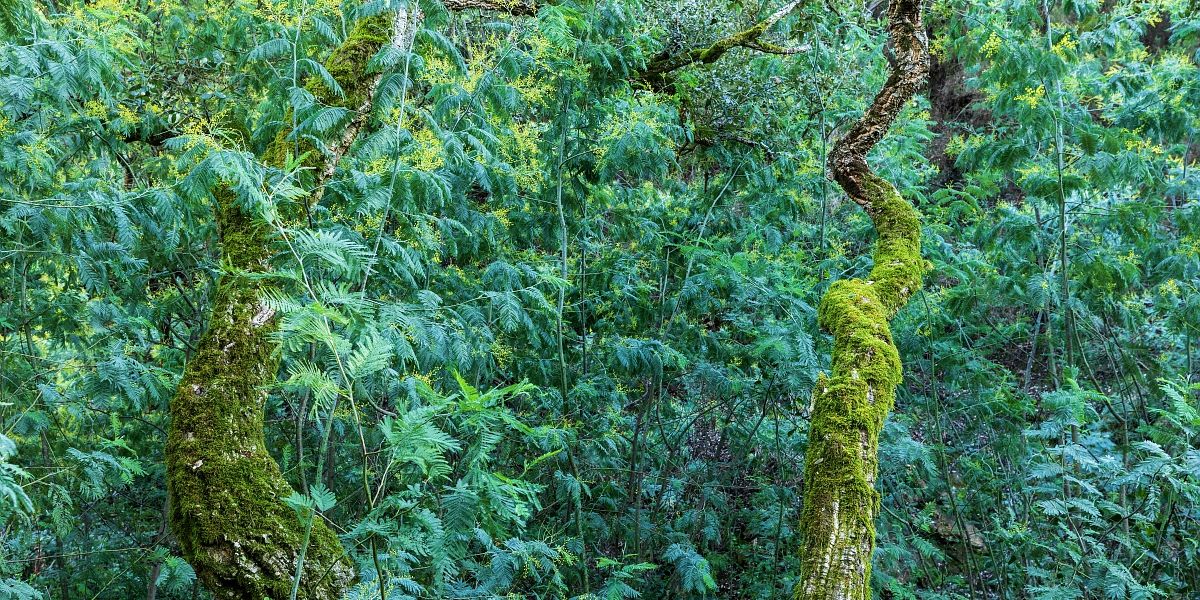 Le Mont Saint Martin