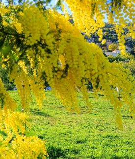 Arboretum de Mimosa