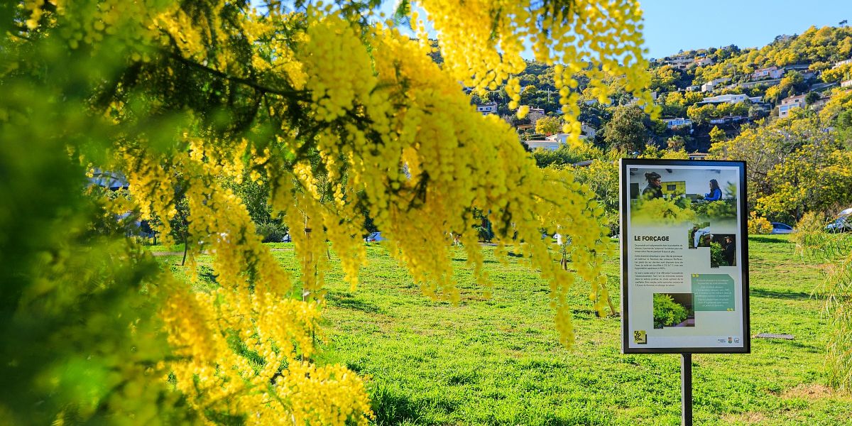 Arboretum de Mimosa
