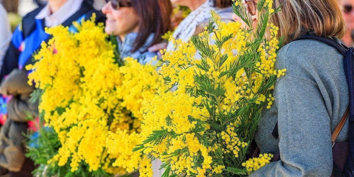 Préparez votre séjour pour le mois du Mimosa