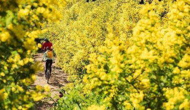 Activités Mimosa à Mandelieu 🌿✨