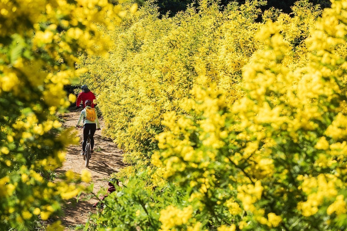 Activités Mimosa à Mandelieu 🌿✨