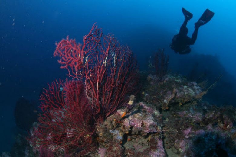 Centre de Plongée la Cigale