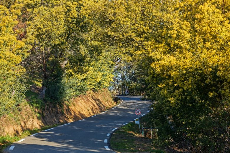 Excursion en Autocar : Du Mimosa au Parfum_Mandelieu-La Napoule