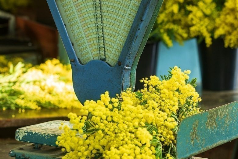 Visite guidée d’une forcerie_Mandelieu-La Napoule