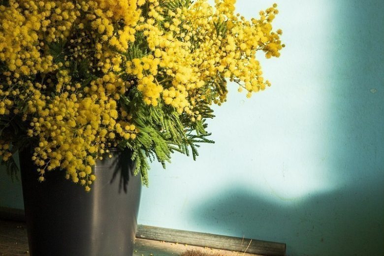 Visite guidée d’une forcerie_Mandelieu-La Napoule