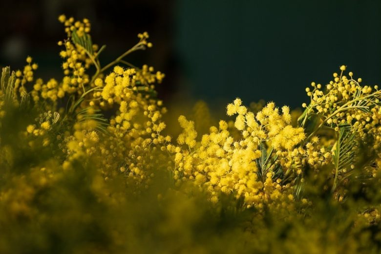 Visite guidée d’une exploitation et de sa forcerie_Mandelieu-La Napoule