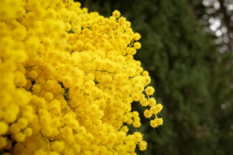 Visite guidée d’une exploitation et de sa forcerie_Mandelieu-La Napoule