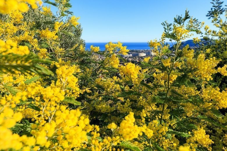 Visite guidée d’une exploitation, d’une forcerie et découverte du métier de mimosiste_Tanneron