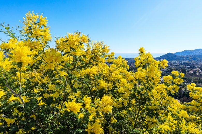 Visite guidée d’une exploitation, d’une forcerie et découverte du métier de mimosiste_Tanneron