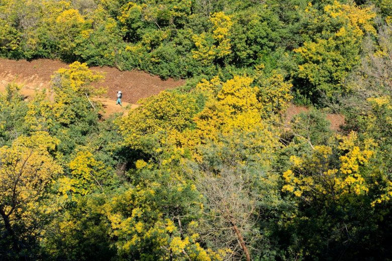 Visite guidée d’une exploitation, d’une forcerie et découverte du métier de mimosiste_Tanneron