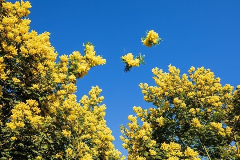 Création d&rsquo;un diffuseur_Mandelieu-La Napoule