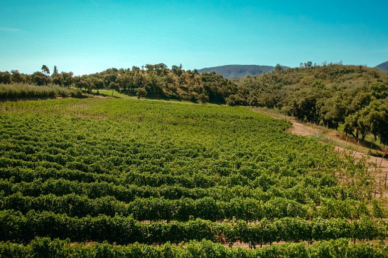 Visite du vignoble du Domaine de Barbossi_Mandelieu-La Napoule