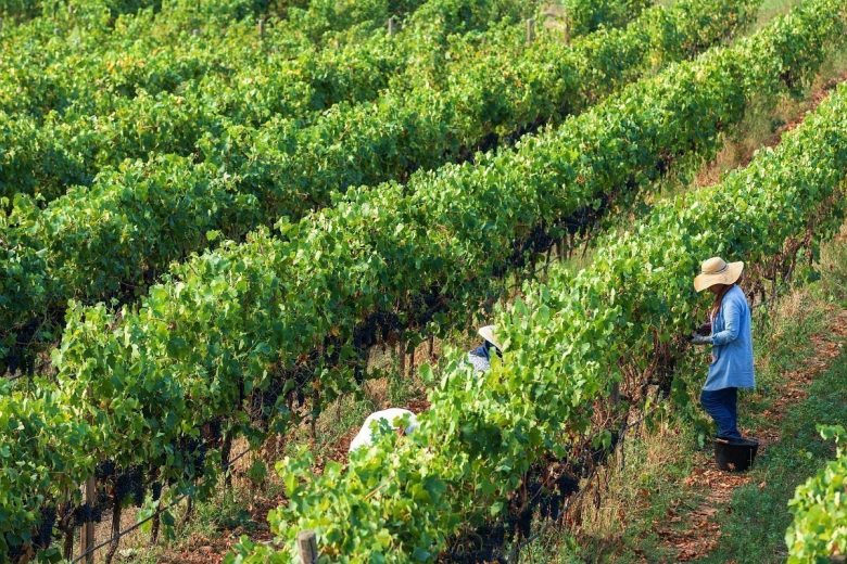 Visite du vignoble du Domaine de Barbossi_Mandelieu-La Napoule