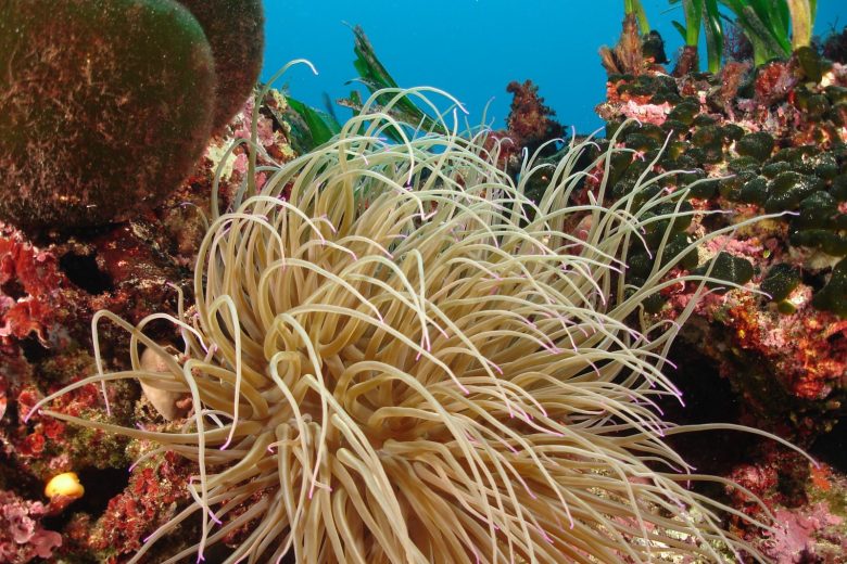 Centre de Plongée de la Rague